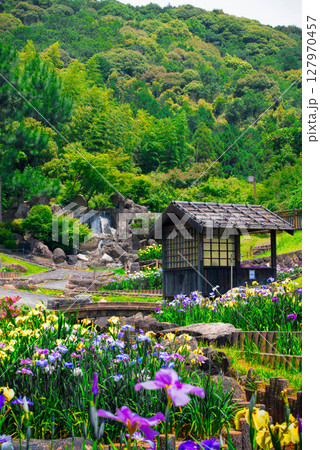 花菖蒲 豊川市　赤塚山公園 花しょうぶまつり 26 127970457