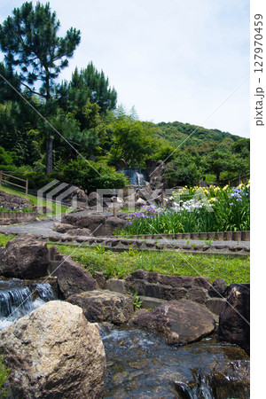 花菖蒲 豊川市 赤塚山公園 花しょうぶまつり 24 花菖蒲 豊川市 赤塚山公園 花しょうぶまつり 24 127970459