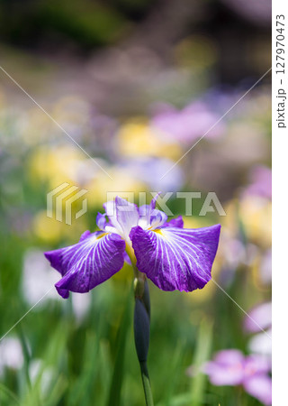 花菖蒲 豊川市　赤塚山公園 花しょうぶまつり 10 127970473