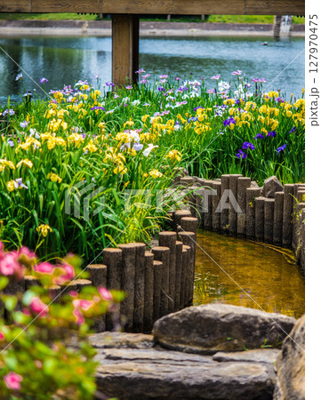 花菖蒲 豊川市 赤塚山公園 花しょうぶまつり 8 花菖蒲 豊川市 赤塚山公園 花しょうぶまつり 8 127970475