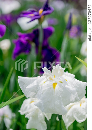 花菖蒲 豊川市　赤塚山公園 花しょうぶまつり 7 127970476