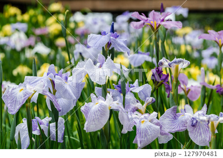 花菖蒲 豊川市 赤塚山公園 花しょうぶまつり 2 花菖蒲 豊川市 赤塚山公園 花しょうぶまつり 2 127970481