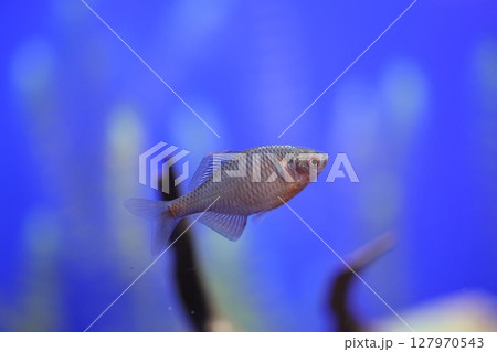 ニッポンバラタナゴ ニッポンバラタナゴ 127970543