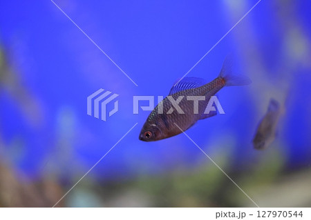 ニッポンバラタナゴ 127970544