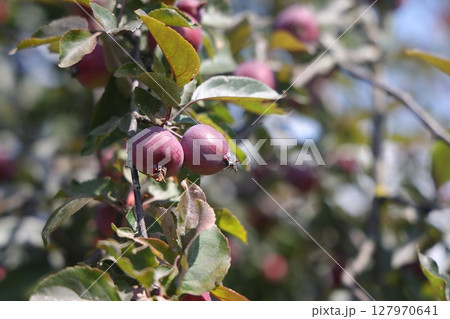 Ripe red small wild apples on a branch of a fruit tree close up. Ripe red small wild apples on a branch of a fruit tree close up. 127970641