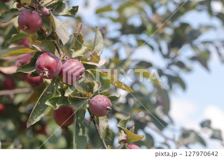Ripe red small wild apples on a branch of a fruit tree close up. 127970642