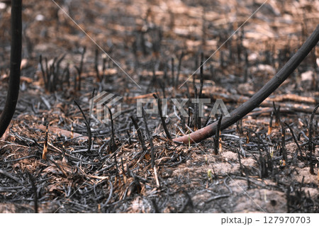 burned grass from fire. Brown natural background. Burned land, grass and leaves in spring wood. Horizontal color photography. selective focus 127970703