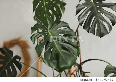 Big green leaf. Monstera leaf. Popular choice of florist using exotic jungle plant leaf. green leaves. selective focus. 127970713