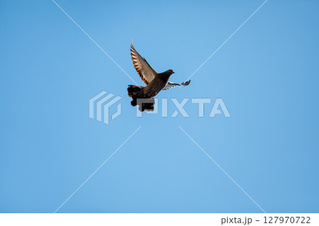 dove flying in the blue sky. Background with a text field. 127970722