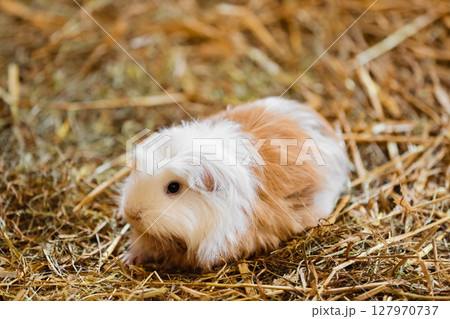 Cute Red and White Guinea Pig Close-up. Little Pet in its House. guinea pig in the hay 127970737