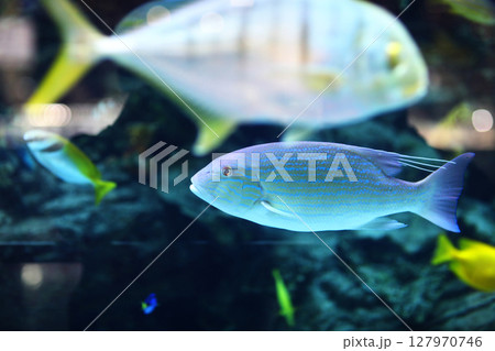 Close up of Exotic fishes in an aquarium. 127970746
