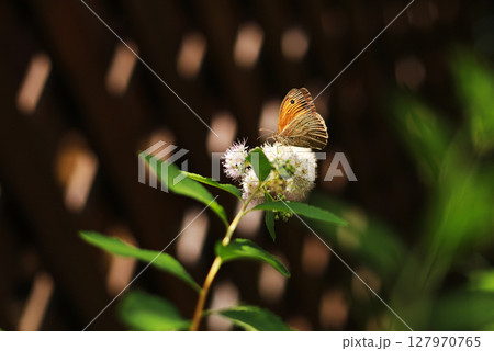 Red european peacock butterfly. Butterfly flower. Peacock butterfly sits on white flowers on a sunny day. 127970765