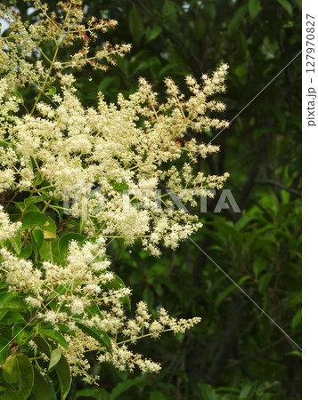 トウネズミモチの花 トウネズミモチの花 127970827