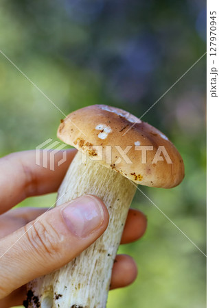 Hand holds fresh white mushroom Boletus edulis during the autumn harvest 127970945