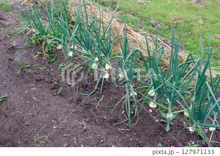 家庭菜園の玉ねぎ 127971133