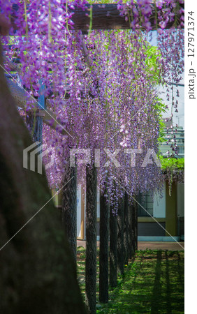 磐田　熊野（ゆや）の長フジ　行興寺　長藤 3 127971374