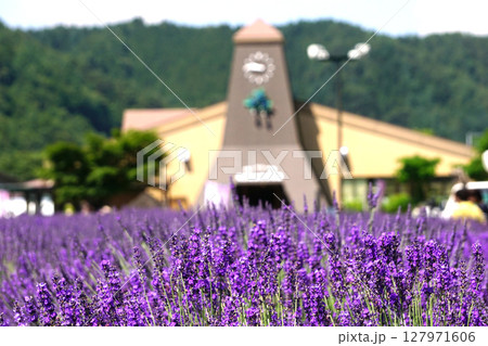 ラベンダーの花　 127971606