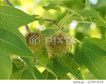 二つのタイワンフウの実のクローズアップ（梅雨明けの台湾楓） 127971619