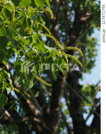 日差しの中のナンキンハゼの花（公園の南京櫨の樹々） 127971748