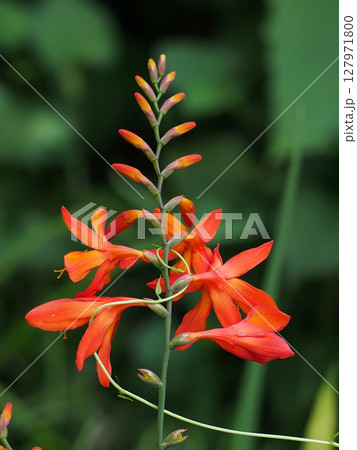 オレンジ色のヒメヒオウギスイセンの花(ツルに絡まれた姫檜扇水仙) オレンジ色のヒメヒオウギスイセンの花(ツルに絡まれた姫檜扇水仙) 127971800
