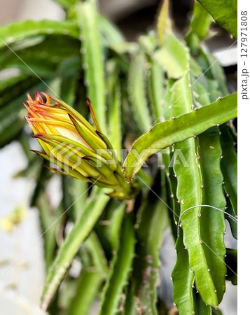 サボテンドラゴンフルーツの咲きそうな赤い花 サボテンドラゴンフルーツの咲きそうな赤い花 127971808