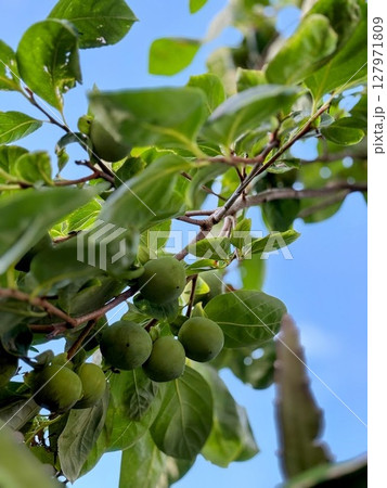 夏の晴れた空の下で青い実をつけた柿の木 夏の晴れた空の下で青い実をつけた柿の木 127971809