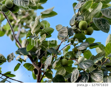 実が裂けて沢山なってきた柿の実 127971810