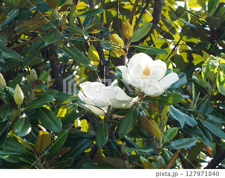 二輪の花が開いた朝のタイサンボク（泰山木の白い花）  127971840