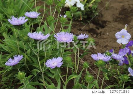 初夏の公園の花壇に咲くストケシアの紫色の花 初夏の公園の花壇に咲くストケシアの紫色の花 127971853