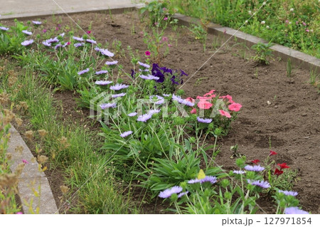 初夏の公園の花壇に咲くストケシアの紫色の花 127971854