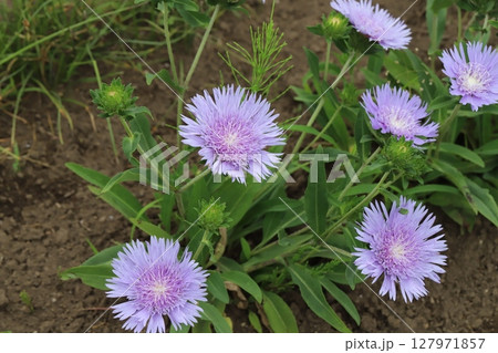 初夏の公園の花壇に咲くストケシアの紫色の花 127971857