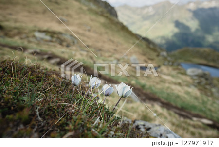 White alpine flowers blooming on mountain slope in Austrian Alps 127971917