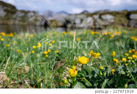 Yellow wildflowers blooming in alpine meadow near mountain lake in the Austrian Alps Yellow wildflowers blooming in alpine meadow near mountain lake in the Austrian Alps 127971919