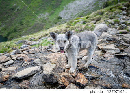 Curious dog standing on rocks in alpine mountain stream in Austrian Alps 127971934