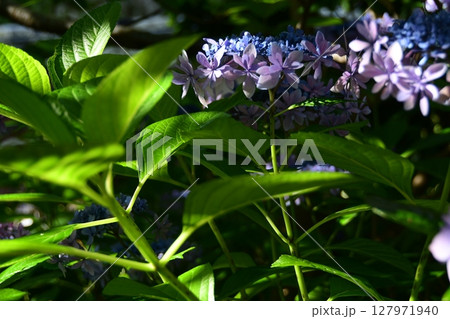 光と紫陽花 127971940