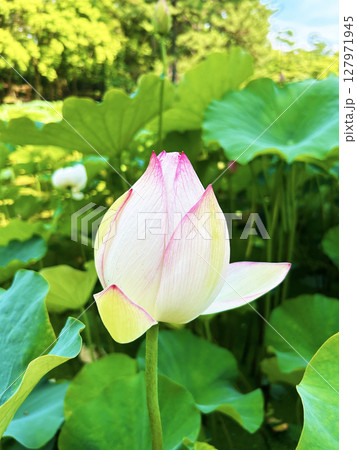 青空に映える蓮の花 青空に映える蓮の花 127971945