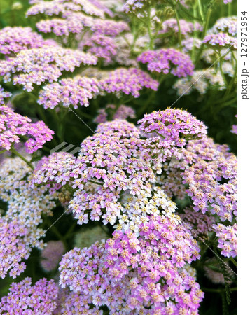 満開なセイヨウノコギリソウ 満開なセイヨウノコギリソウ 127971954