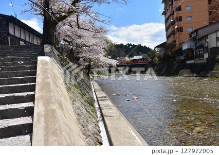 日本の岐阜県　春の高山市　満開の桜と強風で舞う桜の花びら　観光名所の中橋と宮川 127972005