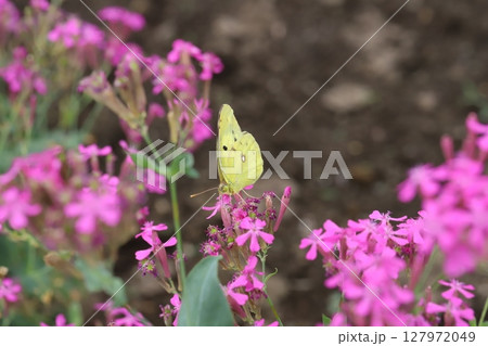 初夏の庭に咲くピンク色のムシトリナデシコの花の蜜を吸うモンキチョウ 127972049
