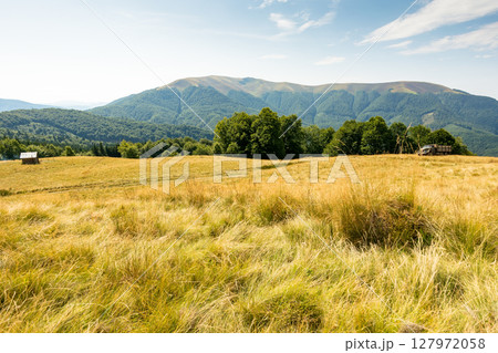 carpathian mountain landscape in late summer. pasture with yellow grass. beautiful nature with beech forest on the hill behind the grassy meadow. apetska mount in the distance on a sunny day 127972058