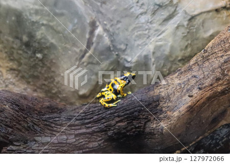 木の上に佇む黄色と黒のヤドクガエル 127972066