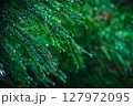 雨に濡れた葉 127972095