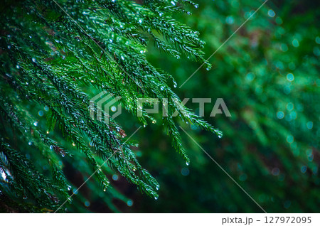 雨に濡れた葉 雨に濡れた葉 127972095