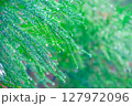 雨に濡れた葉 127972096