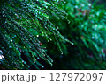 雨に濡れた葉 127972097