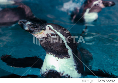 水中を泳ぐフンボルトペンギン 水中を泳ぐフンボルトペンギン 127972242