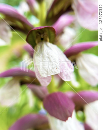 アカンサスのクローズアップ 127972530