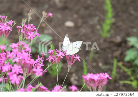 初夏の庭に咲くピンク色のムシトリナデシコの花の蜜を吸うモンシロチョウ 127972564