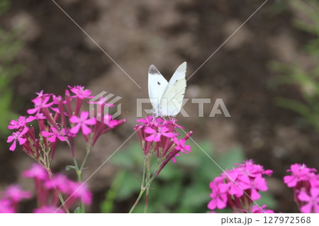 初夏の庭に咲くピンク色のムシトリナデシコの花の蜜を吸うモンシロチョウ 初夏の庭に咲くピンク色のムシトリナデシコの花の蜜を吸うモンシロチョウ 127972568