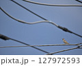送電線ケーブルとスズメ。 127972593